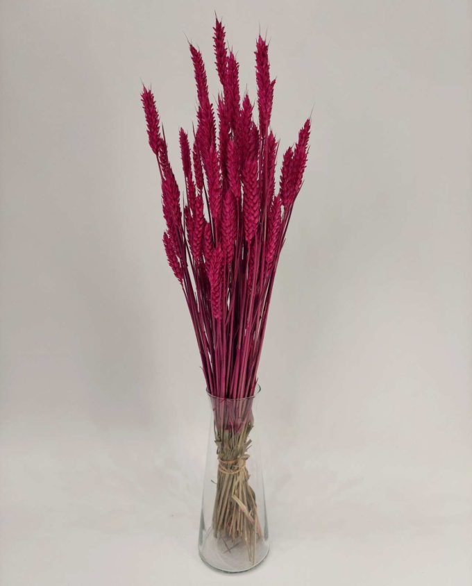 Dried Fuchsia Wheat Bunch