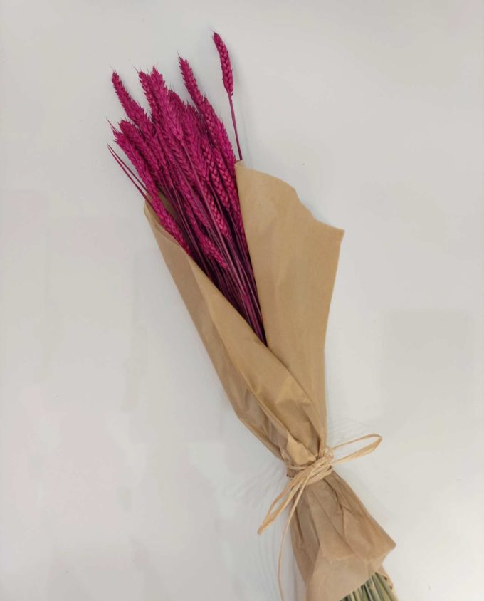 Dried Fuchsia Wheat Bunch