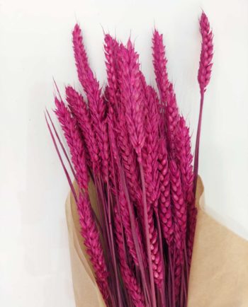 Dried Fuchsia Wheat Bunch