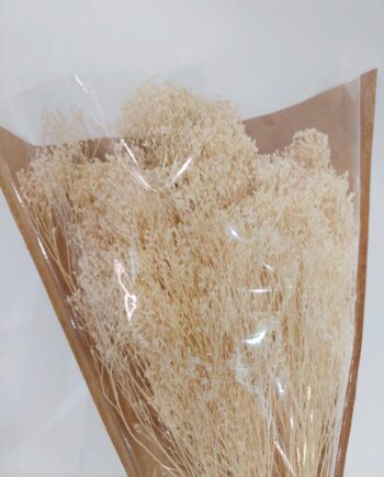 Dried White Bloom Bloom Bunch