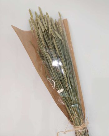Dried Natural Wheat Bunch
