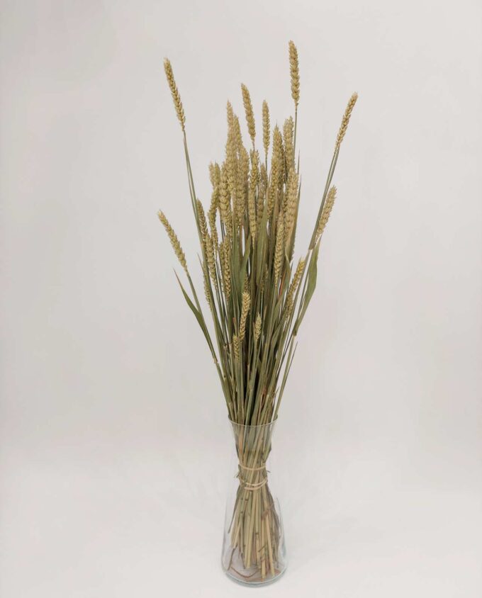 Dried Natural Wheat Bunch