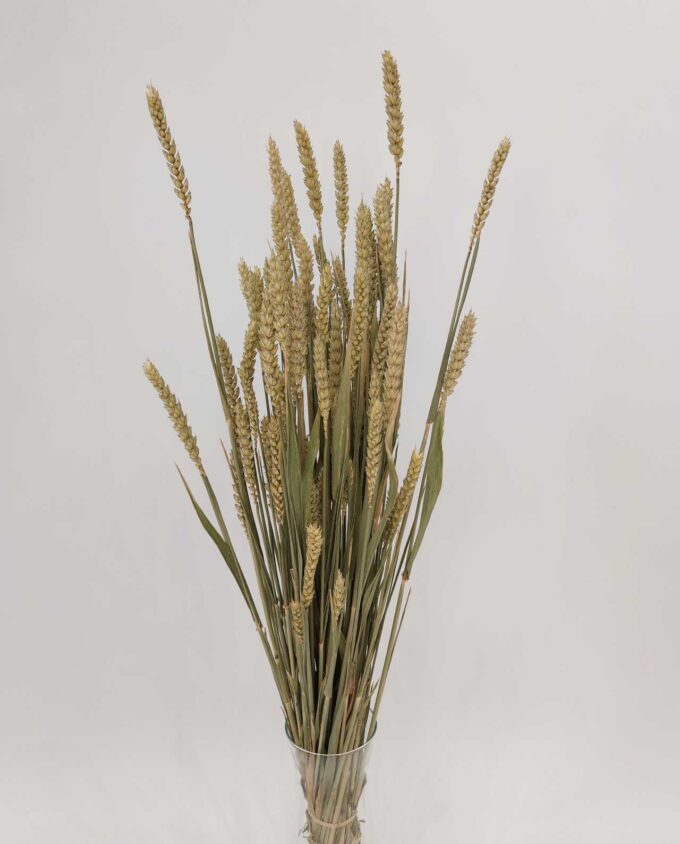 Dried Natural Wheat Bunch