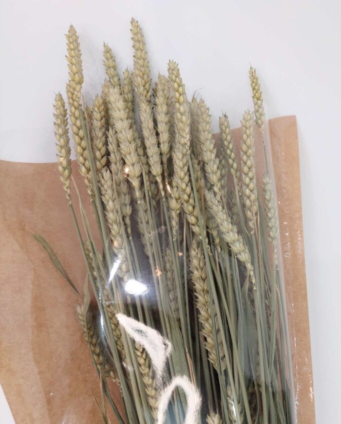 Dried Natural Wheat Bunch