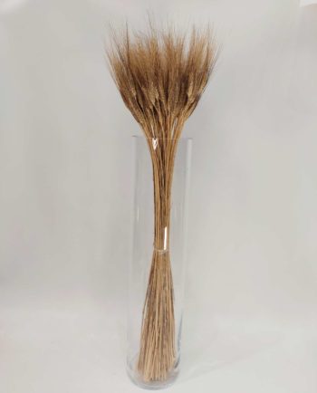 Dried Natural Blonde Durum Wheat Bunch