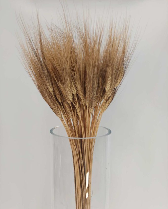 Dried Natural Blonde Durum Wheat Bunch