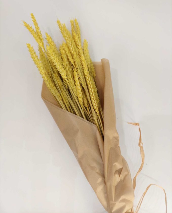 Dried Bright Yellow Wheat Bunch