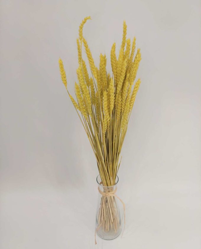 Dried Bright Yellow Wheat Bunch
