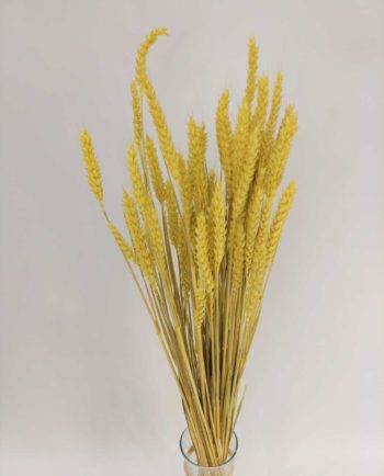 Dried Bright Yellow Wheat Bunch