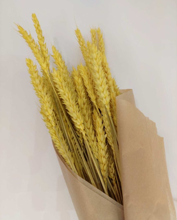 Dried Bright Yellow Wheat Bunch