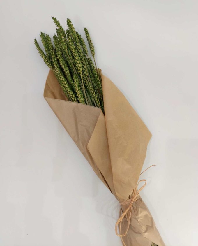 Dried Green Wheat Bunch