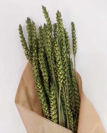 Dried Green Wheat Bunch