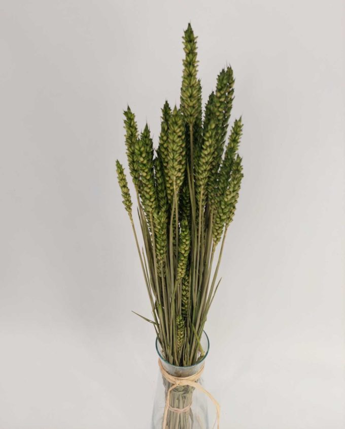 Dried Green Wheat Bunch