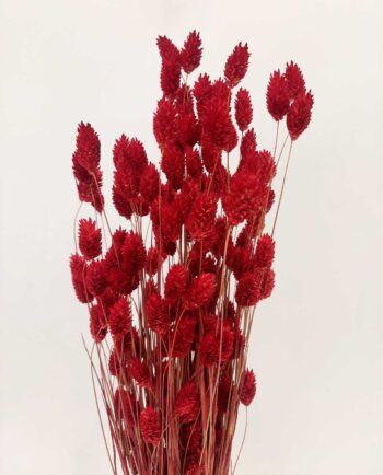 Dried Red Phalaris Bunch