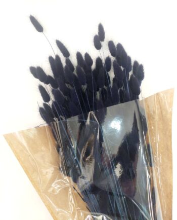 Dried Dark Blue Lagurus Bunch