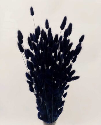 Dried Dark Blue Lagurus Bunch