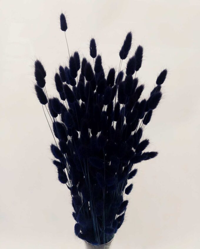 Dried Dark Blue Lagurus Bunch