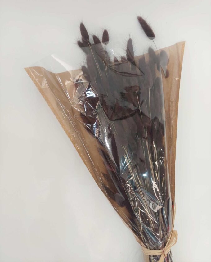 Dried Brown Lagurus Bunch