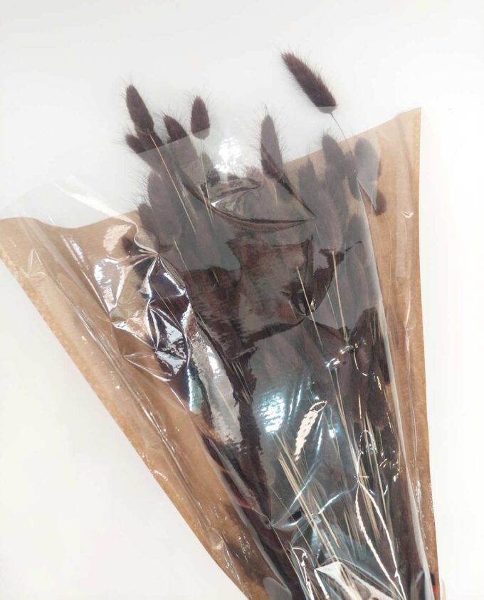 Dried Brown Lagurus Bunch