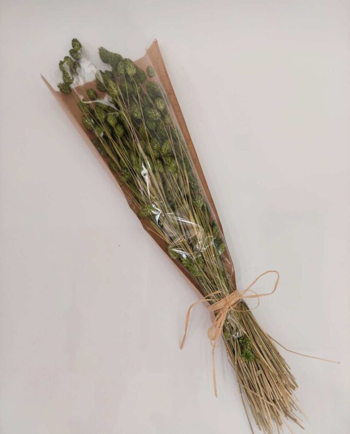 Dried Green Phalaris Bunch