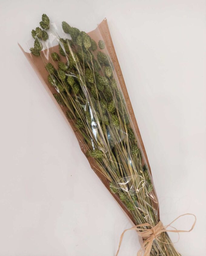 Dried Green Phalaris Bunch