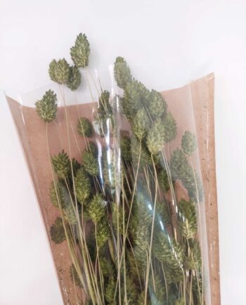 Dried Green Phalaris Bunch