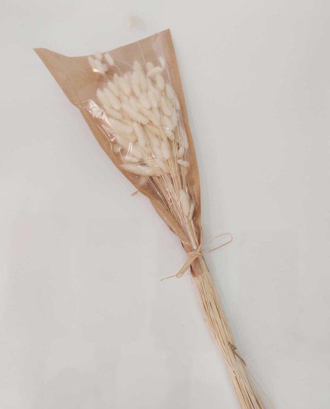 Dried White Lagurus Bunch