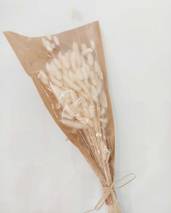 Dried White Lagurus Bunch
