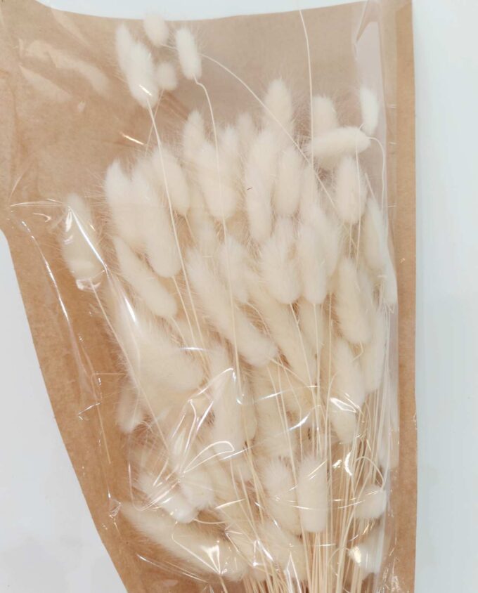 Dried White Lagurus Bunch