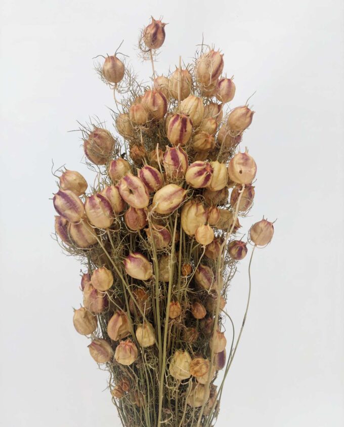 Dried Nigella Natural Green Bunch