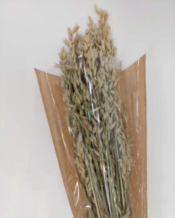 Dried Natural Green Oats Bunch