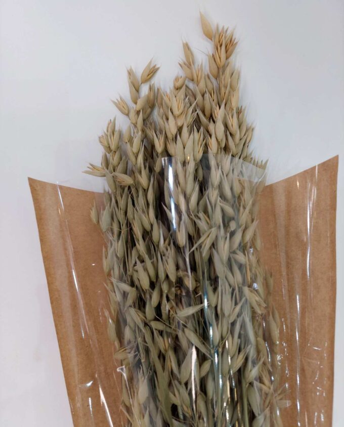 Dried Natural Green Oats Bunch