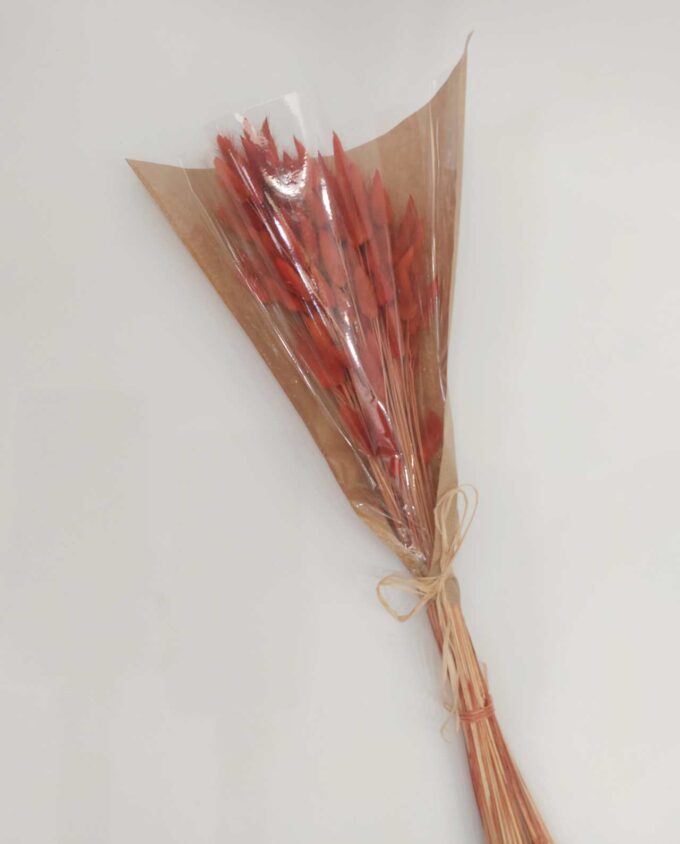 Dried Orange Lagurus Bunch