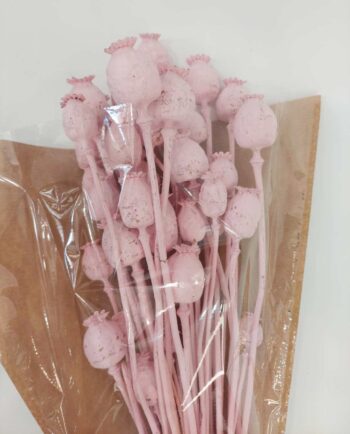 Dried Light Pink Papaver Bunch