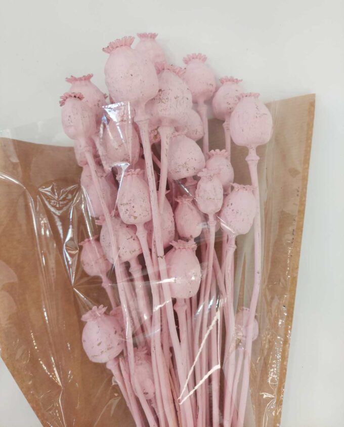 Dried Light Pink Papaver Bunch