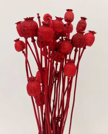 Dried Red Papaver Bunch