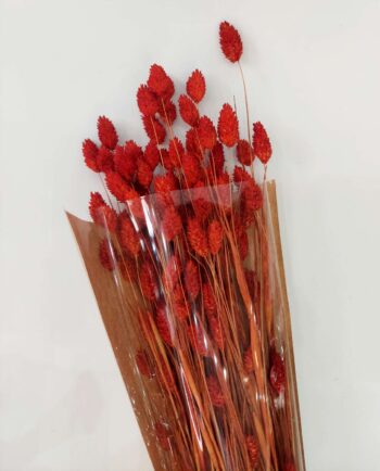 Dried Orange Phalaris Bunch