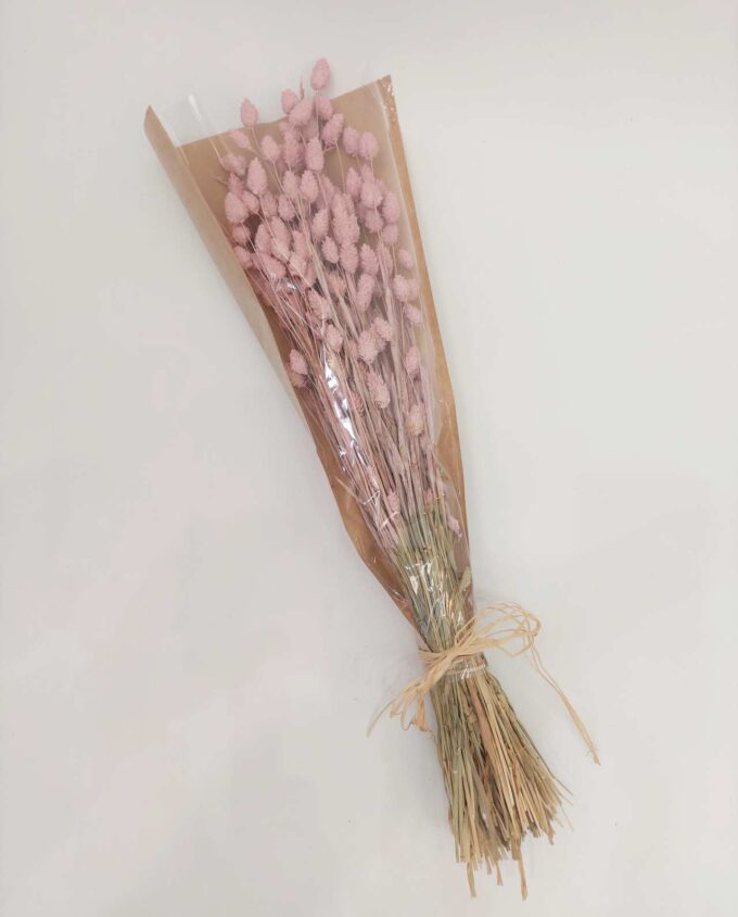 Dried Pink Phalaris Bunch
