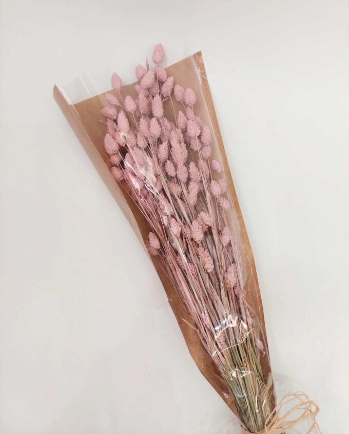 Dried Pink Phalaris Bunch