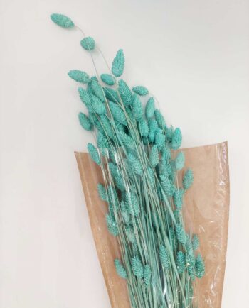 Dried Turquiose Phalaris Bunch