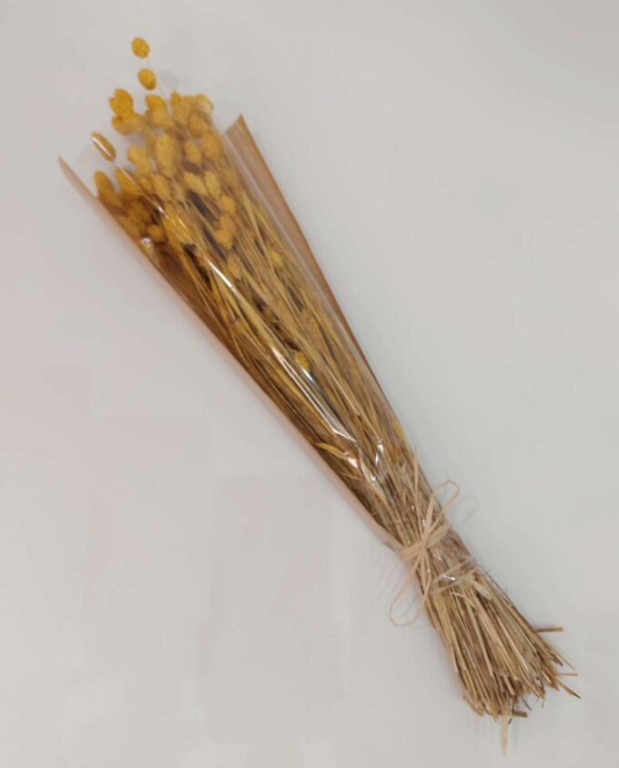 Dried Yellow Phalaris Bunch