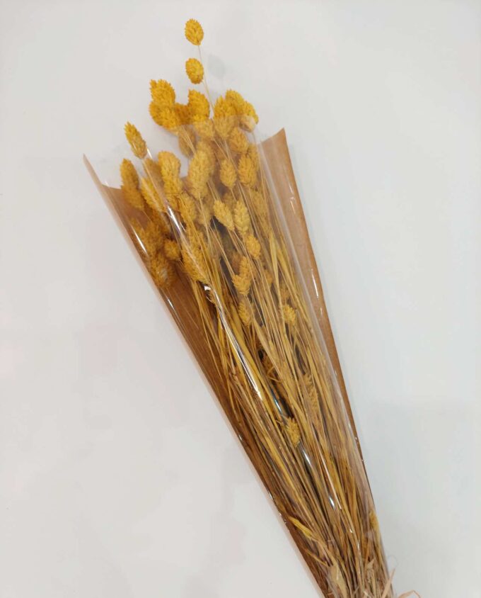Dried Yellow Phalaris Bunch