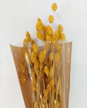 Dried Yellow Phalaris Bunch