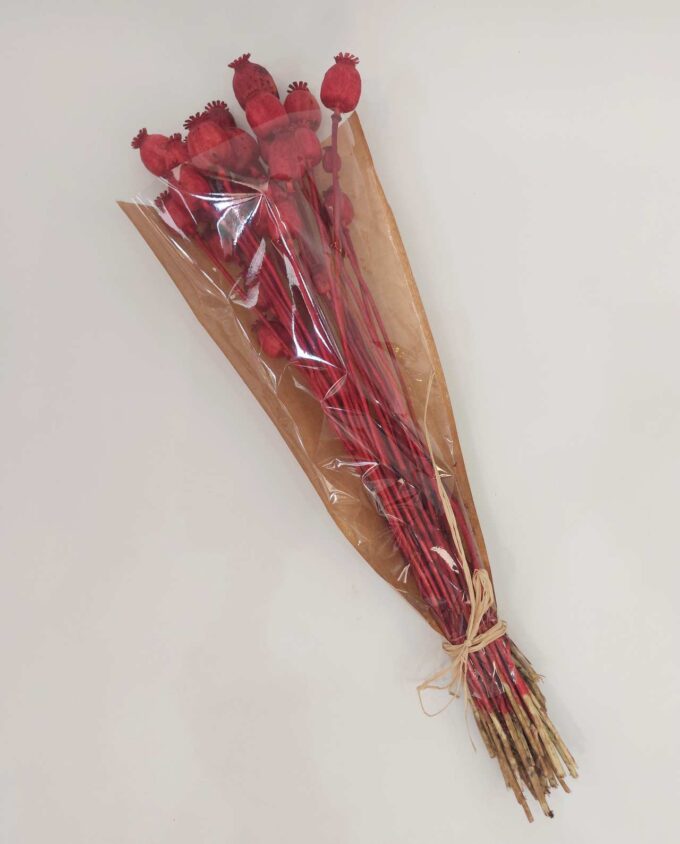 Dried Red Papaver Bunch