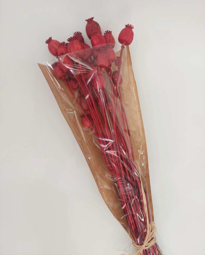 Dried Red Papaver Bunch