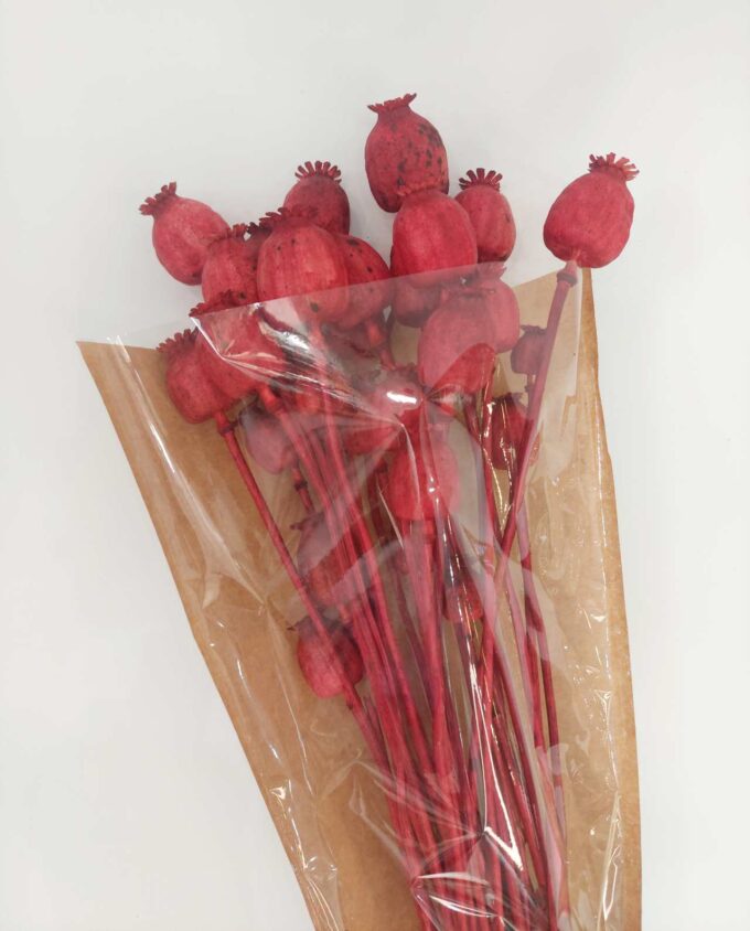 Dried Red Papaver Bunch