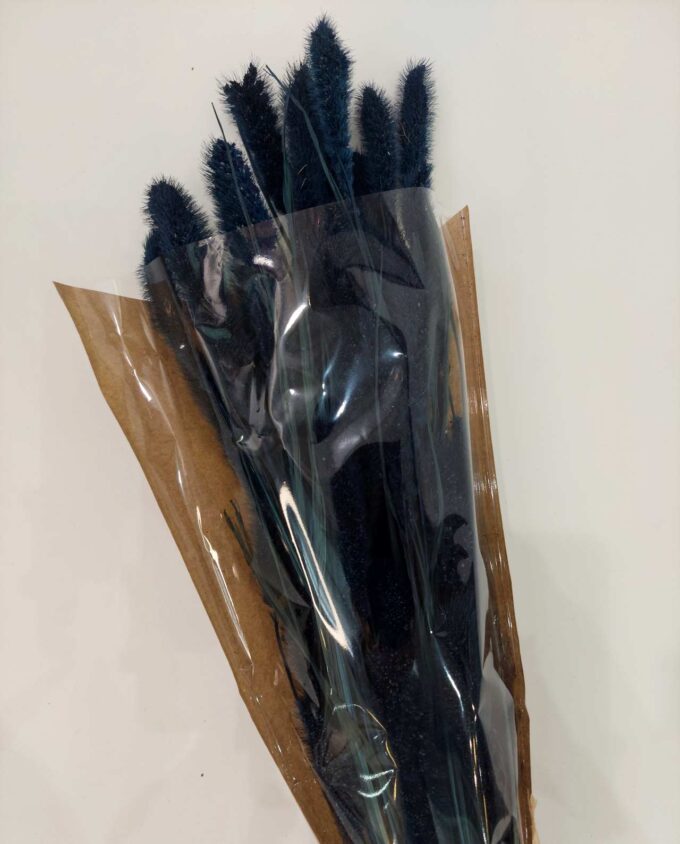 Dried Dark Blue Setaria Bunch