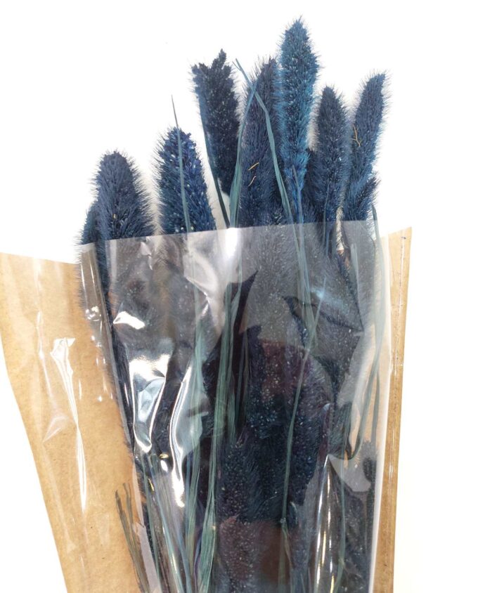 Dried Dark Blue Setaria Bunch