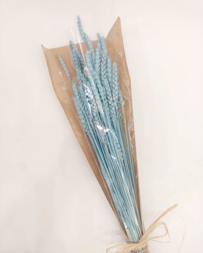 Dried Light Blue Wheat Bunch