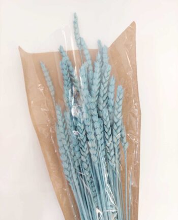 Dried Light Blue Wheat Bunch